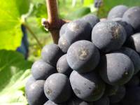druiven pinot noir